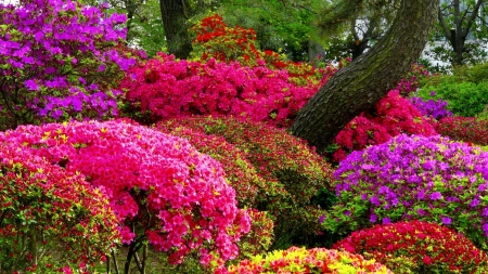 flower garden - colors, nature, beautiful, garden