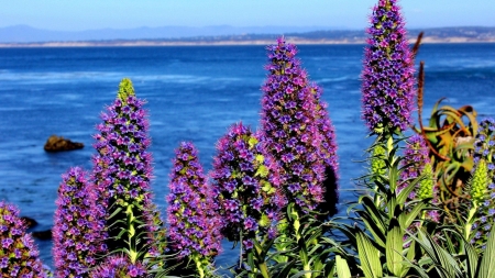 Flowers Near the Sea - ocean, water, shore, waves, nature, blue, stones, flowers, horizons, sea