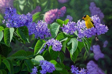 A Hint of Goldfinch - bird, paintings, spring, flowers, nature, purple, garden, love four seasons, animals