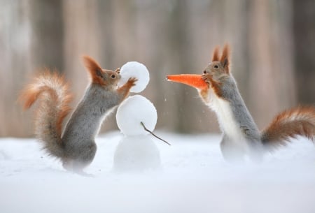 ♥ - snow, squirrels, winter, animals