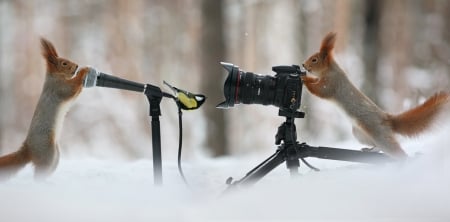 ♥ - bird, cold, winter, squirrel