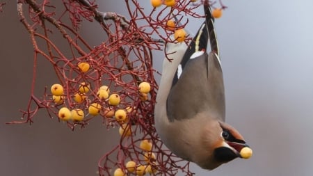 Waxwing on the Branch - berries, animal, trees, bird