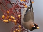 Waxwing on the Branch