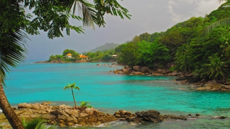 Palm trees on the Rocky Shore - nature, trees, shore, sea, palm, rocky