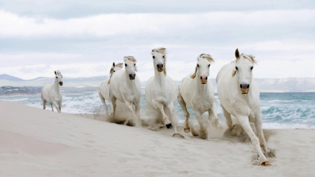 White Horses Running on the Beach