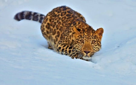 playing in the snow - snow, leopard, animaks, baby