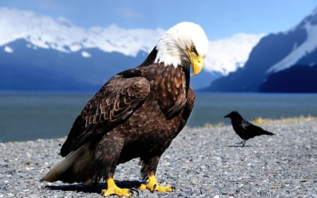 Eagle and Raven - eagle, birds, animal, beach, raven, sea, mountains