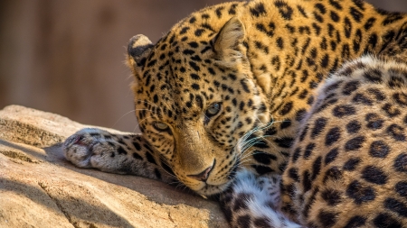 sleepy leopard