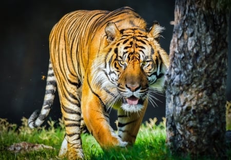 big tiger