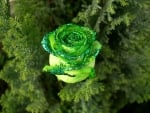 irish rose