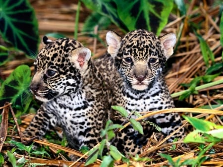 hanging around - babies, cats, leopard, grass