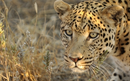 beautiful leopard - big, leopard, cats, wild, animals