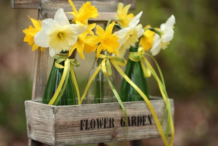 * - flowers, daffodils, yellow, soft