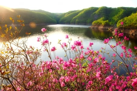 River View - hill, nature, flower, river