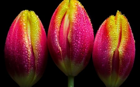 Tulips - trio, yellow, pink, tulip, black, flower, spring