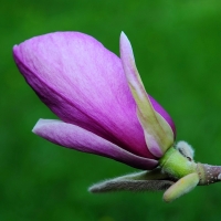 Magnolia