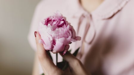 Peony - woman, hand, pink, peony, spring, flower