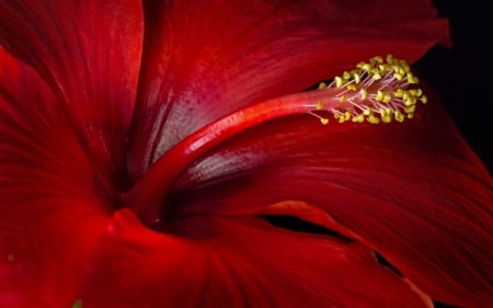 Hibiscus - skin, close-up, red, macro, hibiscus, flower