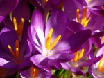 Crocuses