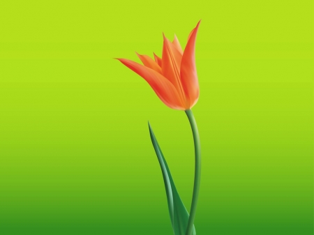 Tulip - card, flower, tulip, spring, orange, texture, vector, green