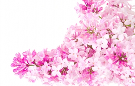 Lilacs - card, flower, pink, spring, lilac