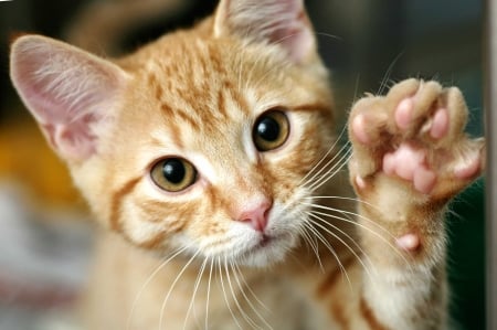 Bye-Bye! - animal, pisica, paw, funny, cute, hello, face, cat