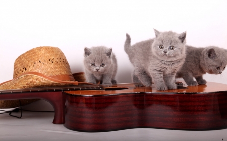 Kittens - cute, guitar, instrument, cat, pisica, brown, kitten, hat, grey