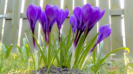 Crocus - blossoms, spring, fence, blue