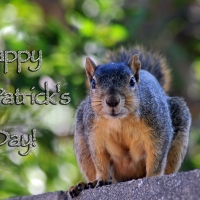 Happy St. Patricks Day Squirrel