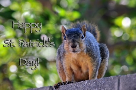 Happy St. Patricks Day Squirrel - holidays, squirrels, saint patricks day, animals