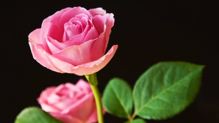 Best Pink Roses - cool, best pink roses, flowers, fun, nature