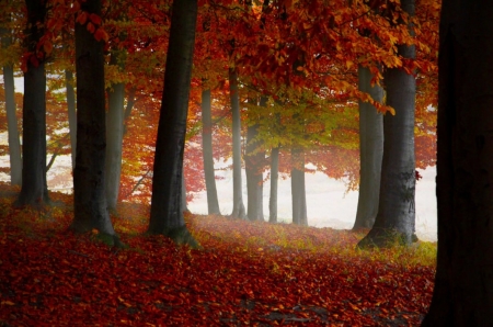 ♥ - trees, forest, nature, autumn