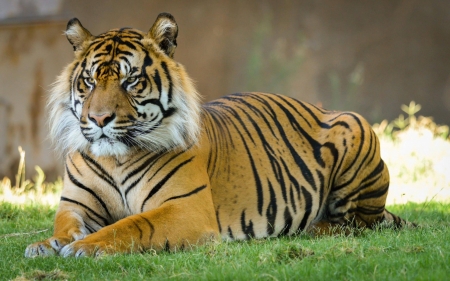 tiger - animals, cool, tiger, cat, fun