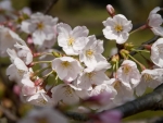 white flowers