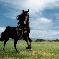 Wild Black Stallion