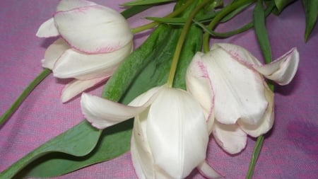 White Tulips - flowers, tulips, white, nature, macro