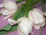 White Tulips