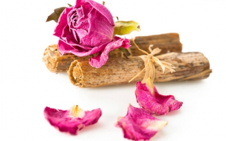 Pink Rose - petals, pink, rose, wood