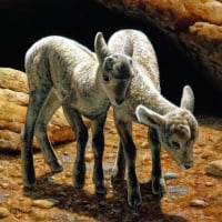 Baby Bighorns