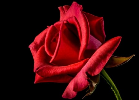 Rose - trandafir, red, black, rose, flower