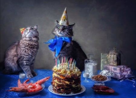 Birthday - hat, blue, food, birthday, cat, animal, funny, pisici, cute, bow, couple, cake, daykiney