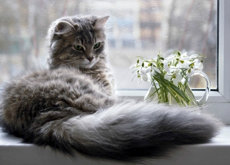 Spring - window, snowdrops, spring, flower, tail, cat, fur, pisica, animal, daykiney