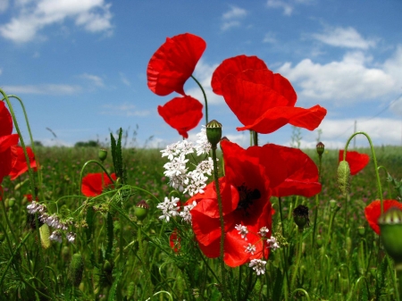 Poppies in Field - mer, blossoms, red, plants, petals