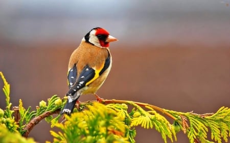 Goldfinch - twig, songbird, colors, resting, bird