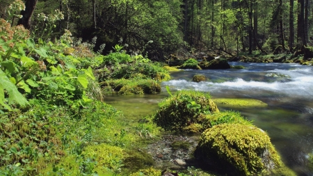 Forest River - river, trees, nature, grass, forest