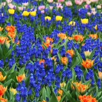 Spring Flowers at Keukenhof Gardens