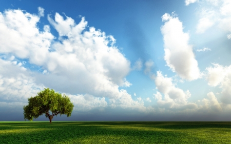 Lonely tree - tree, field, grass, clouds