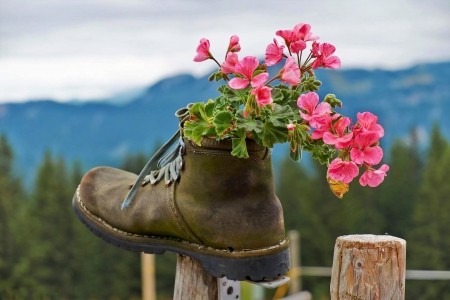 â€â€â€ - nature, red, green, shoe, flower