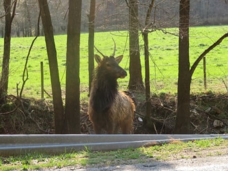 Elk fever - outdoors, nature, wildlife, photography