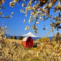 Countryside House in Spring